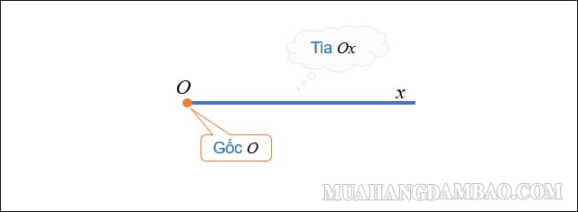 Hình ảnh tia Ox