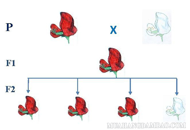 Xác định tương quan trội - lặn