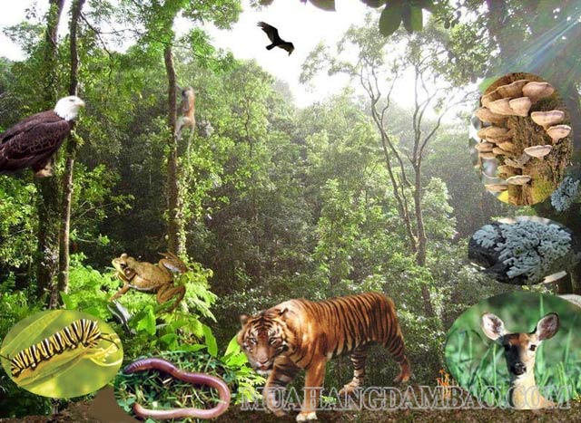 Hệ sinh thái trong rừng bao gồm nhiều loài sinh vật