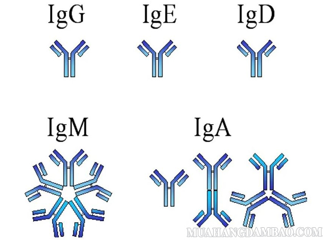 Một số loại kháng thể