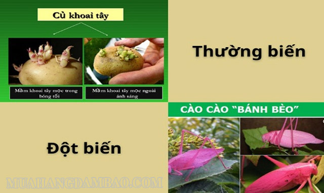 Thường biến và đột biến là hai hiện tượng hoàn toàn khác nhau