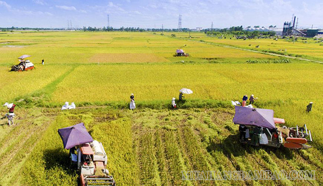 Thổ nhưỡng đóng vai trò quan trọng trong sản xuất nông nghiệp