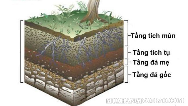 Quá trình hình thành đất