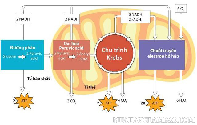 Hô hấp tế bào giải phóng ra năng lượng