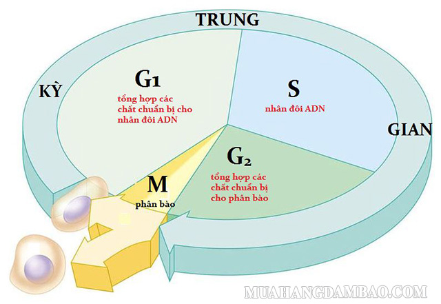 Kỳ trung gian trong chu kỳ tế bào