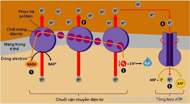 Chuỗi truyền electron hô hấp