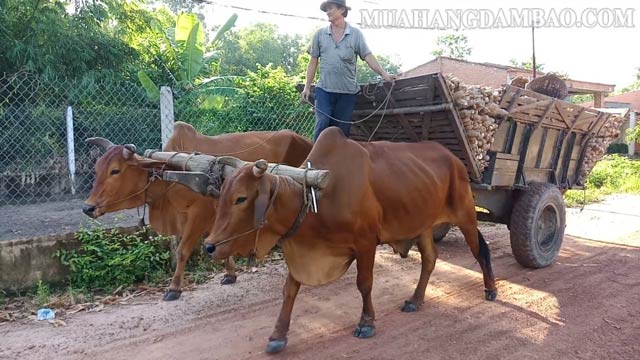 Công cơ học sinh ra khi bò kéo xe chở hàng