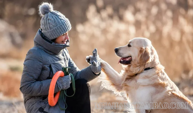 Loài chó đã được thuần hóa để làm bạn với con người