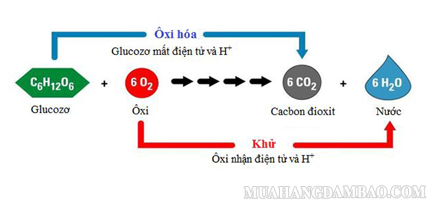 Yếu tố làm ảnh hưởng đến hô hấp tế bào