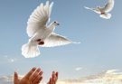 Chim bồ câu - biểu tượng của hòa bình