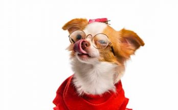 Chó Chihuahua thuần chủng nhập từ Châu Âu có giá trên 20 triệu đồng