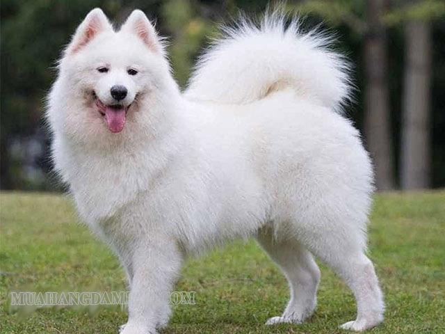 Chó Husky trắng siêu đáng yêu