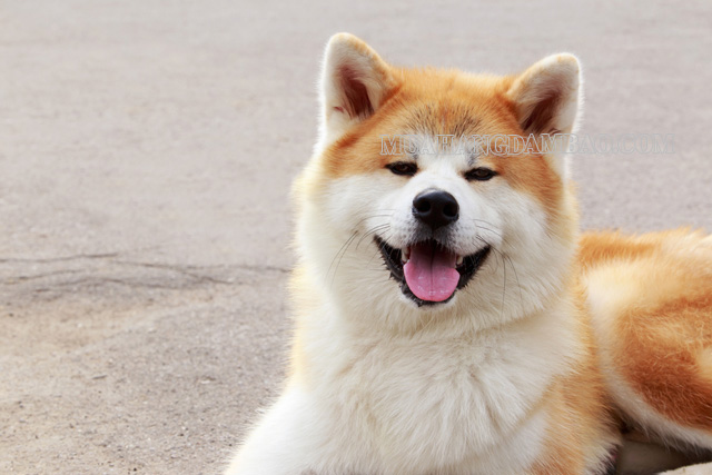 Akita Inu - quốc khuyển Nhật Bản là giống chó sang chảnh nhất thế giới