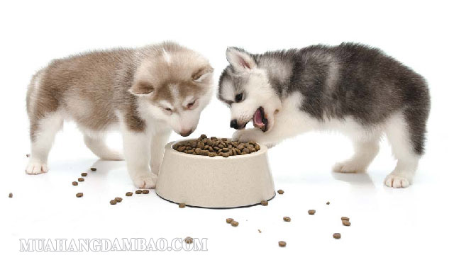 Có thể cho Husky Sibir ăn hạt trong giai đoạn từ 5 đến 12 tháng tuổi