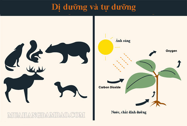 Sự khác biệt giữa dị dưỡng và tự dưỡng