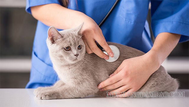 Nên cho mèo đi khám định kỳ để phát hiện và chữa trị sớm các bệnh nguy hiểm