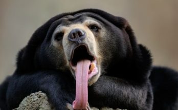 Gấu chó có hàm răng cực khỏe, có thể cắn vỡ quả dừa