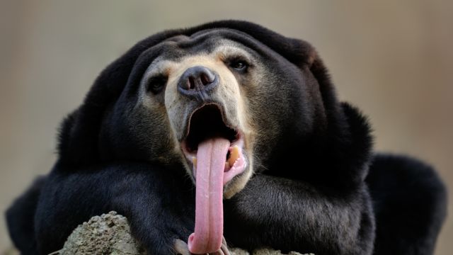 Gấu chó có hàm răng cực khỏe, có thể cắn vỡ quả dừa