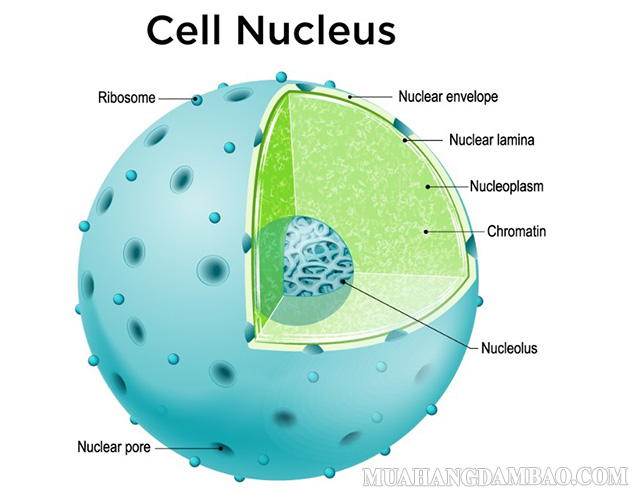 Hạt nhân (Nucleus) là cơ quan trung tâm xử lý thông tin và quản lý trong tế bào