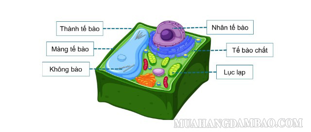 Hình dạng của tế bào thực vật