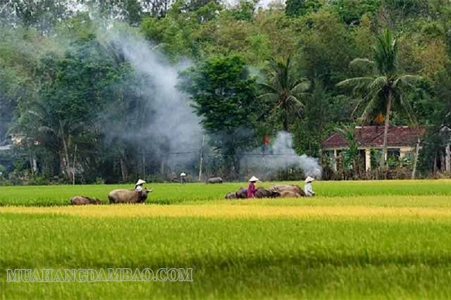 Vẻ đẹp yên bình của làng cổ