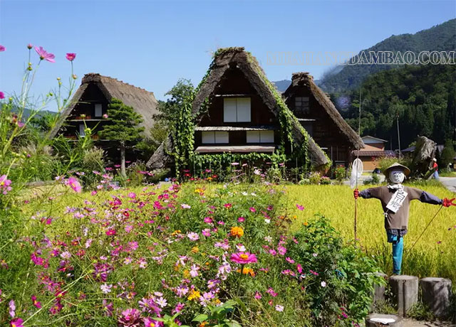 Khung cảnh mùa hè ở Shirakawago