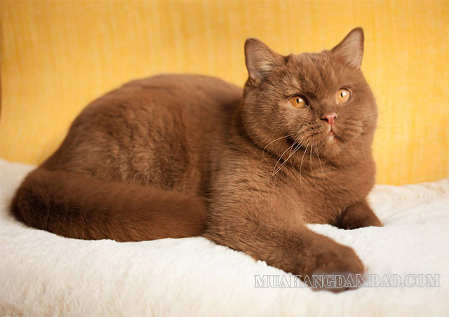 Mèo ALN màu Cinnamon