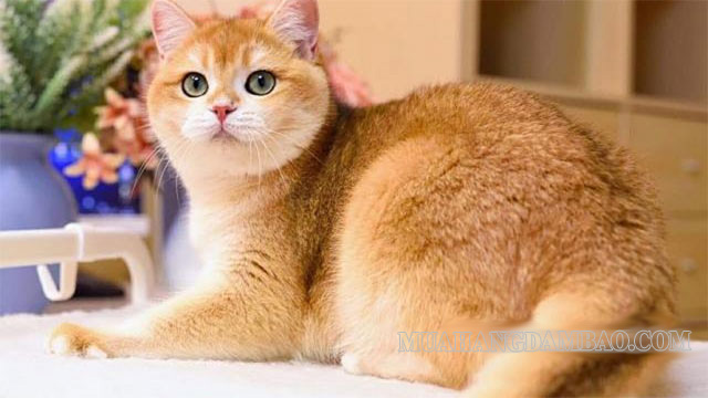 Mèo ALN màu Golden