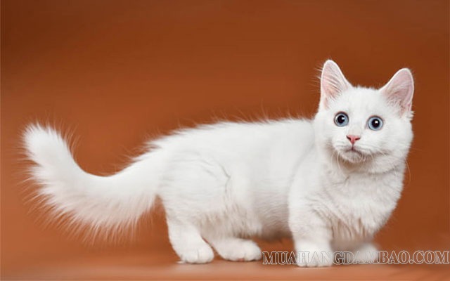 Mèo chân ngắn màu trắng cực đẹp