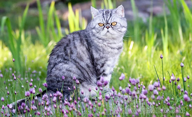 Mèo Exotic xám là bản sao của mèo Mỹ lông ngắn và mèo Ba Tư