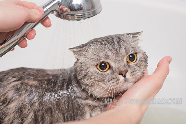 Mèo lông ngắn cũng cần được tắm rửa thường xuyên