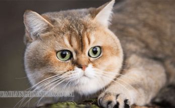Mèo Mỹ lông ngắn màu vàng có mức giá từ 4 - 6 triệu đồng