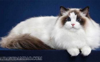 Mèo Xiêm Thái lông dài - giống mèo hoàng tộc cổ xưa