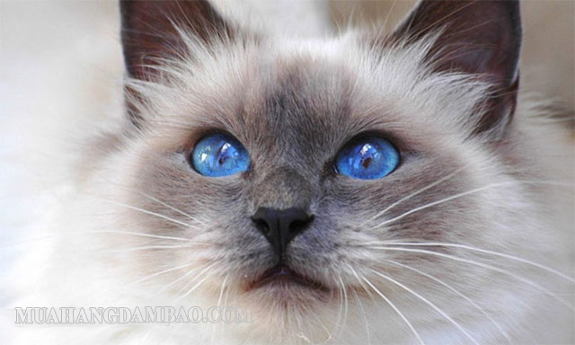 Vẻ đẹp của mèo Xiêm trong đôi mắt xanh độc đáo