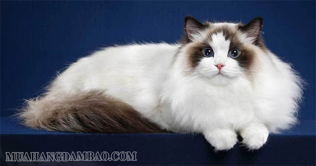 Mèo Xiêm Thái lông dài - giống mèo hoàng tộc cổ xưa