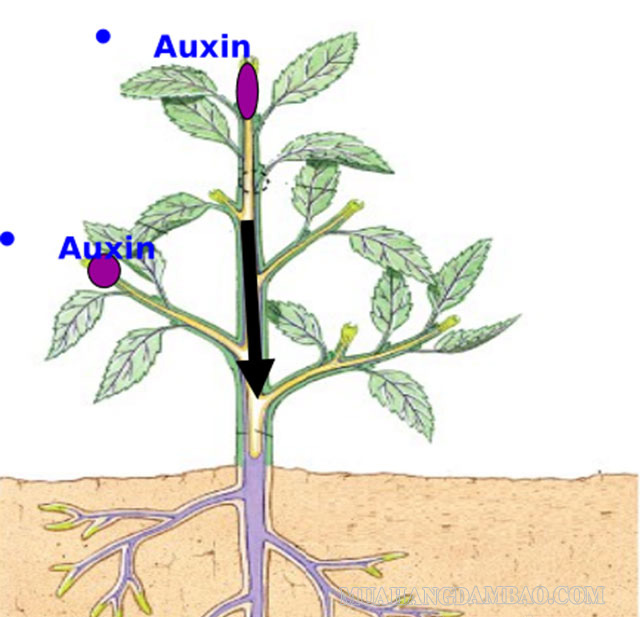 Nguồn gốc sản sinh ra auxin