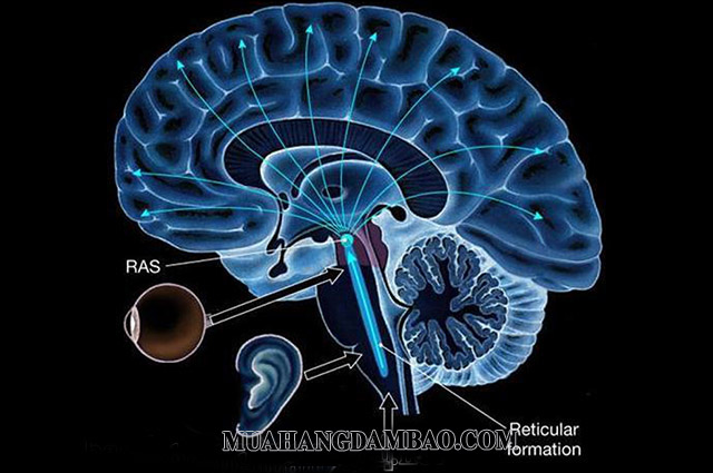 Hệ thống kích hoạt dạng lưới - Reticular Activating System – RAS