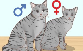 Cách để nhận biết mèo đực và mèo cái