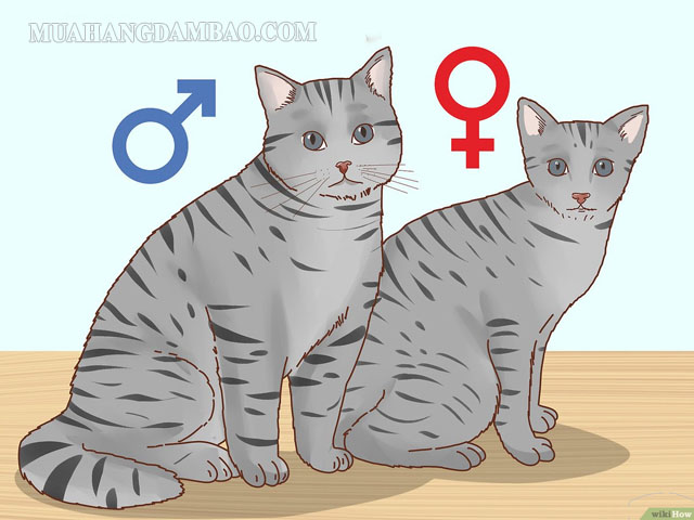 Cách để nhận biết mèo đực và mèo cái