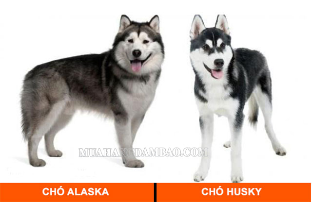 Hướng dẫn phân biệt chó Husky Sibir và chó Alaska