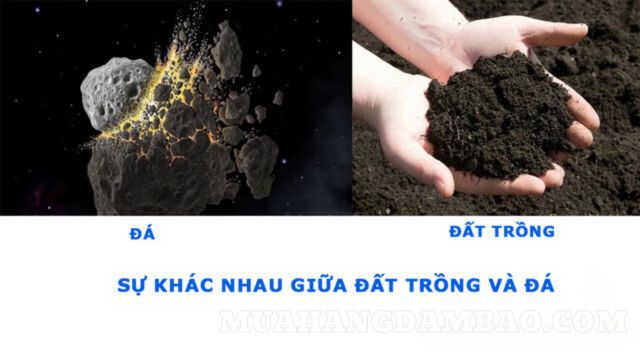 Đất trồng và đá khác nhau ở độ phì nhiêu