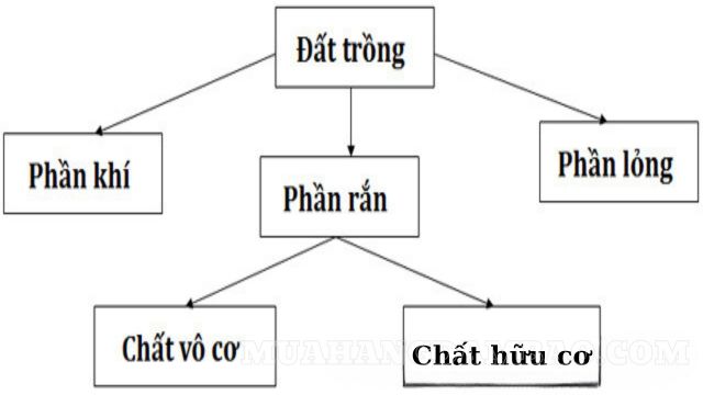 Thành phần chính của đất trồng bao gồm phần lỏng, phần rắn và phần khí